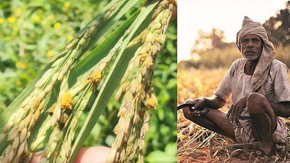 "மருந்து தெளித்தும் பயனில்லை" : நெற்பயிரைப் பாழாக்கிய புதிய வைரஸ் - அதிர்ச்சியில் தமிழக விவசாயிகள்!