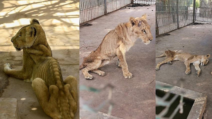 உண்ண உணவின்றி எலும்பும் தோலுமாகக் கிடக்கும் சிங்கம் - பொருளாதார நெருக்கடியால் அவலநிலையில் வனவிலங்குகள்!