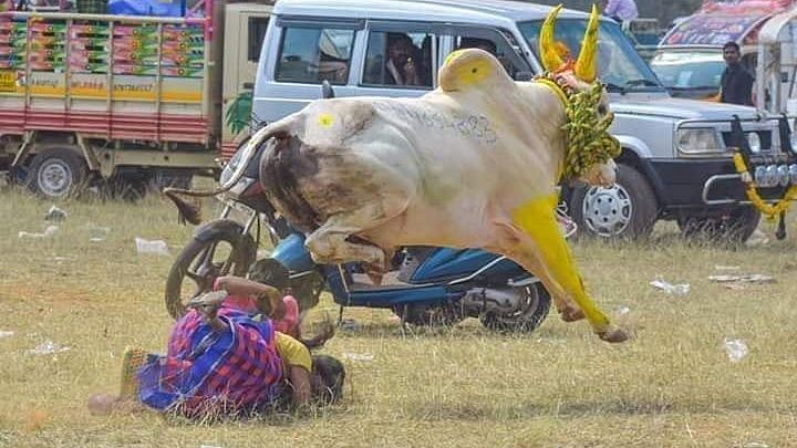 சீறி வந்த காளை, குழந்தையுடன் வந்த தாயைக் கண்டு பணிந்த காட்சி : மஞ்சுவிரட்டில் நெகிழ்ச்சி - வைரல் வீடியோ!