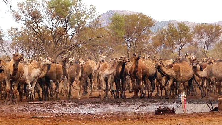 காட்டுத்தீ பரவி வரும் சூழலில் 10,000 ஒட்டகங்களை கொல்ல முடிவெடுத்த ஆஸ்திரேலிய அரசு.. ஏன் தெரியுமா?