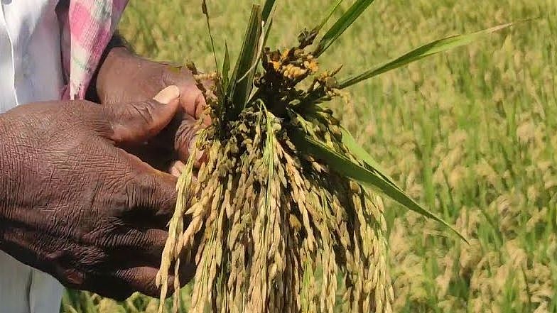 நெற்பயிரை தாக்கிய லட்சுமி வைரஸ்