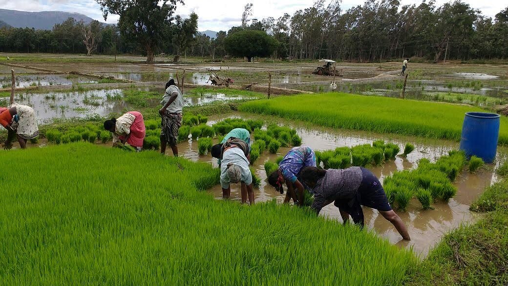 இந்தியாவில் விவசாயிகள் தற்கொலைகளின் பின்னணி என்ன..? - சாதியமும் நிலவுடைமை அதிகாரமும்!