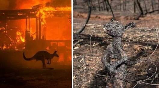 ஆஸ்திரேலியா காட்டுத் தீயில் தீக்கிரையான கங்காருகள்: நெஞ்சை பதபதைக்கும் காட்சிகள்!