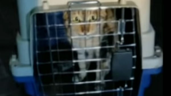 சீனாவிலிருந்து கப்பலில் வந்த பூனை... கொரோனா அபாயத்தால் அதிகாரிகள் அச்சம் - சென்னையில் பரபரப்பு!