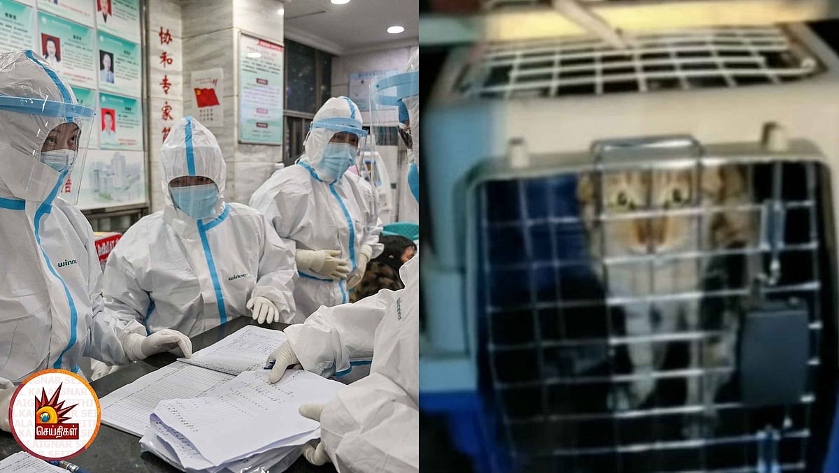 சீனாவிலிருந்து கப்பலில் வந்த பூனை... கொரோனா அபாயத்தால் அதிகாரிகள் அச்சம் - சென்னையில் பரபரப்பு!
