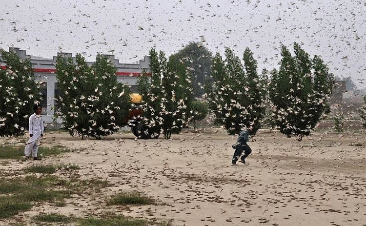 "கோடிகோடியாகப் படையெடுக்கும் வெட்டுக்கிளிகள்” - கட்டுப்படுத்த முடியாமல் தவிக்கும் நாடுகள்! #Emergency