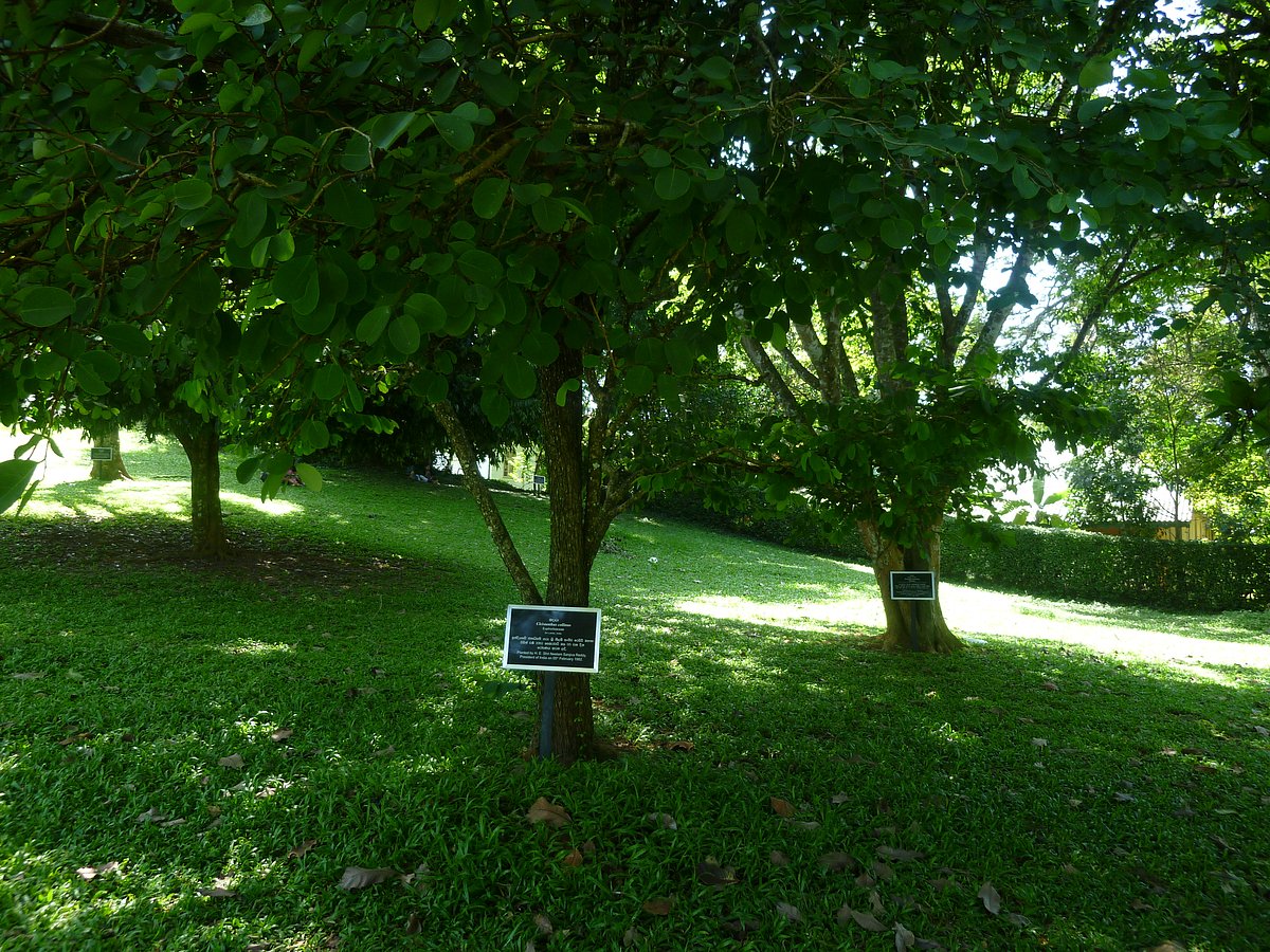 இளைஞனின் உயிரை காவு வாங்கிய ஃபேஸ்புக் ஹெல்த் டிப்ஸ்: இலங்கையில் ஒரு பரிதாபம்!