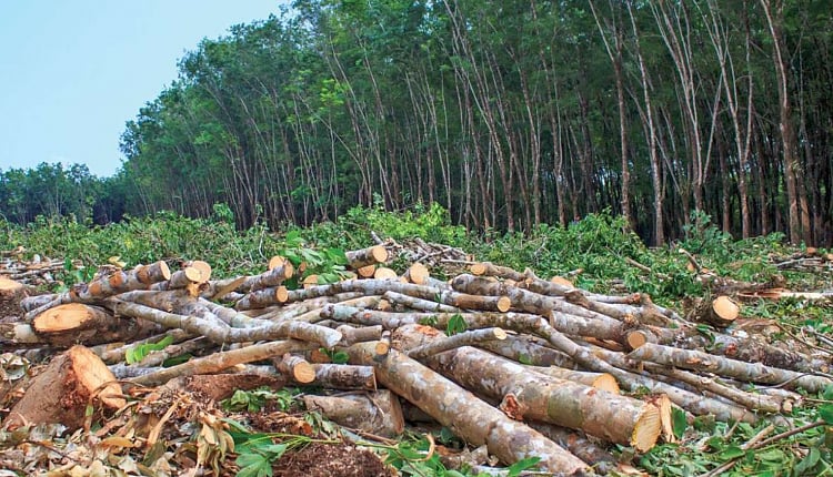 “அதானியின் நிலக்கரி சுரங்கத்திற்காக 10,000 மரங்களை வெட்டிய ஒடிசா அரசு” : முண்டா பழங்குடிகள் போராட்டம்!