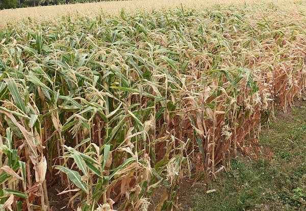 “நீங்க ஒரு விவசாயி; இதுகூட தெரியாமலா இருப்பீங்க” : எடப்பாடிக்கு ஒரு மக்காச்சோள விவசாயி எழுதிய கடிதம்!