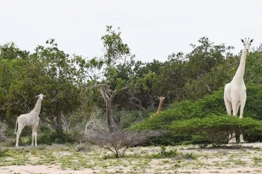 உலகின் கடைசி பெண் வெள்ளை ஒட்டகச்சிவிங்கி குட்டியுடன் வேட்டை : கென்யாவில் அதிர்ச்சி! 