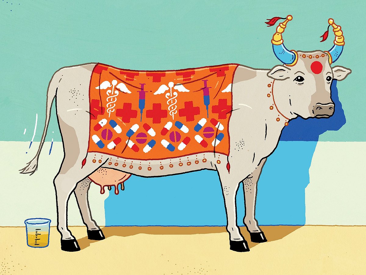 “டீ பார்ட்டி போல கோமுத்ரா பார்ட்டி” : கொரோனா வைரஸை கட்டுப்படுத்த கோமியம் வழங்க முடிவெடுத்த இந்து மகாசபை !