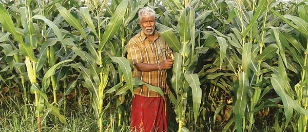 “நீங்க ஒரு விவசாயி; இதுகூட தெரியாமலா இருப்பீங்க” : எடப்பாடிக்கு ஒரு மக்காச்சோள விவசாயி எழுதிய கடிதம்!