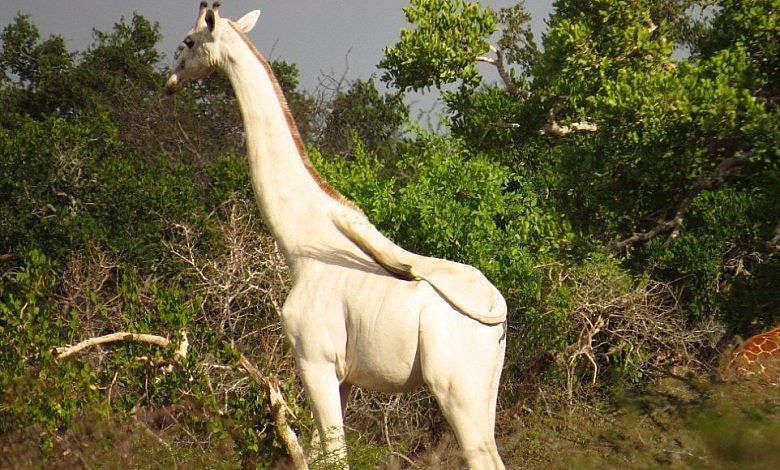 உலகின் கடைசி பெண் வெள்ளை ஒட்டகச்சிவிங்கி குட்டியுடன் வேட்டை : கென்யாவில் அதிர்ச்சி! 