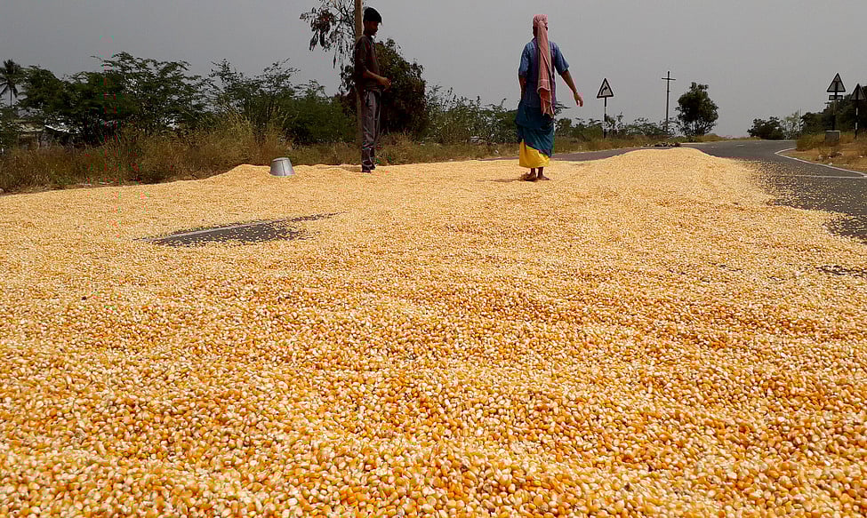 “நீங்க ஒரு விவசாயி; இதுகூட தெரியாமலா இருப்பீங்க” : எடப்பாடிக்கு ஒரு மக்காச்சோள விவசாயி எழுதிய கடிதம்!