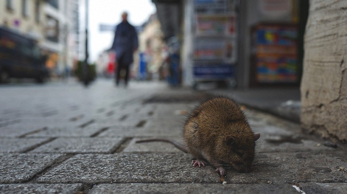 ஹன்டா வைரஸ்: கொரோனாவில் இருந்து மீள்வதற்குள் சீனாவில் புதிய வைரஸ் - ஒருவர் பலி!