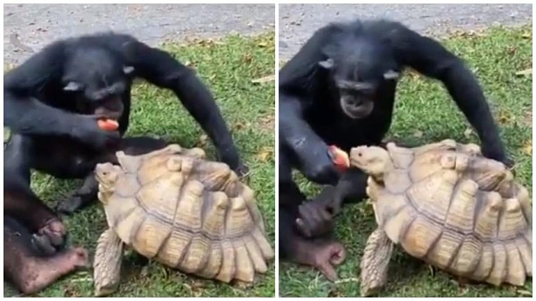 ‘ஆமைக்கு ஆப்பிள் ஊட்டும் குரங்கு’ - அன்பை போதிக்கும் வைரல் வீடியோ!