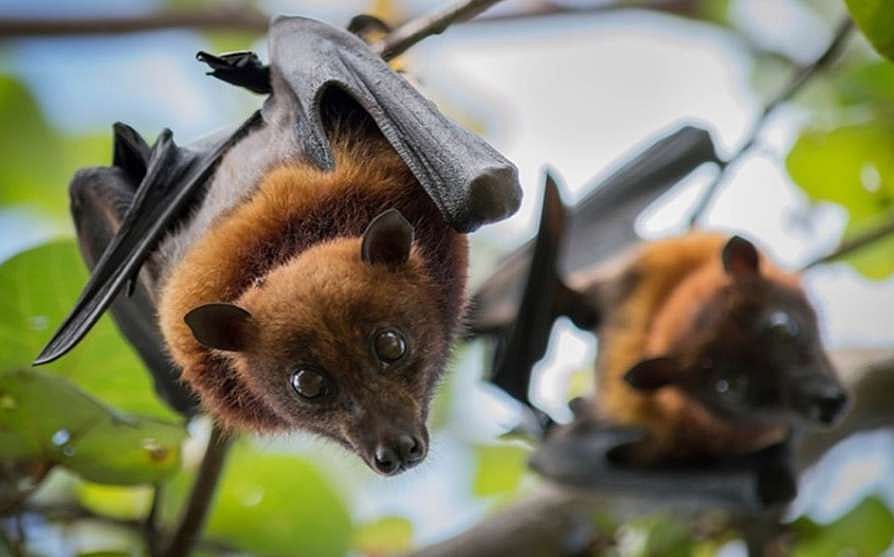 “தமிழக, கேரள வௌவால்களுக்கு கொரோனா தொற்று” : உறுதி செய்தது ஐ.சி.எம்.ஆர் - அதிர்ச்சி தகவல்! #Covid19