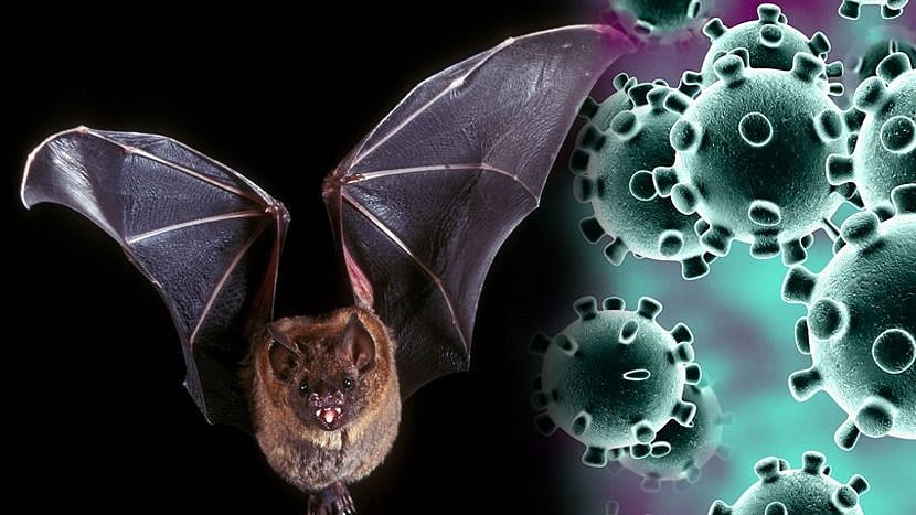 “வௌவால்கள் மூலம் பரவும் தொற்றுநோய் - அழித்தால் கொரோனா பிரச்சனை தீர்ந்துவிடுமா?” - அதிர்ச்சி தகவல்!