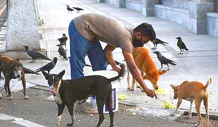 “ஊரடங்கில் என்ன செய்யும் வாயில்லா ஜீவன்கள்?” : வாயில்லா ஜீவன்களின் பசியை போக்க உணவளிக்கும் சென்னை இளைஞர்!