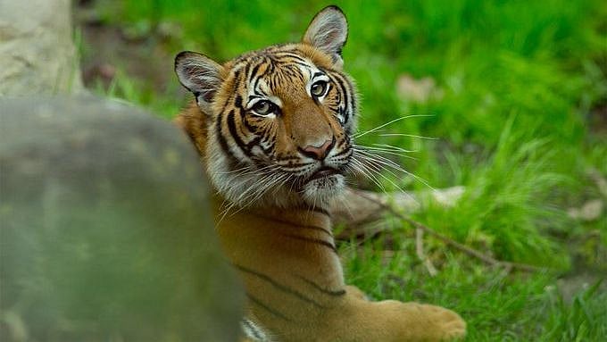 “முதன்முதலில் வைரஸ் தொற்றுக்கு ஆளான விலங்கு” :  உயிரியல் பூங்காவில் உள்ள புலிக்கு கொரோனா உறுதி!  