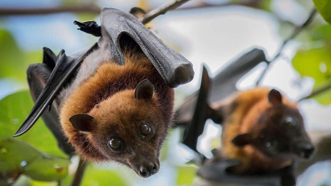 “வௌவால்கள் மூலம் பரவும் தொற்றுநோய் - அழித்தால் கொரோனா பிரச்சனை தீர்ந்துவிடுமா?” - அதிர்ச்சி தகவல்!