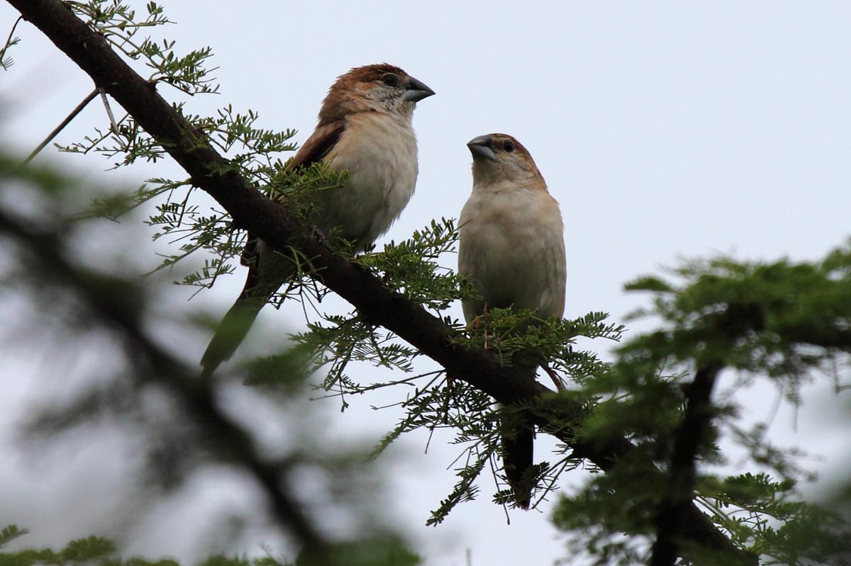 “வௌவால்கள் மூலம் பரவும் தொற்றுநோய் - அழித்தால் கொரோனா பிரச்சனை தீர்ந்துவிடுமா?” - அதிர்ச்சி தகவல்!