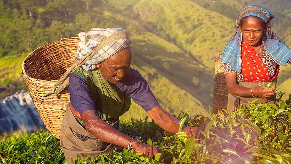 “பணிக்கு வந்தால்தான் சம்பளம்” : தேயிலைத் தோட்டத் தொழிலாளர்களை மிரட்டுவதா? -  அரசுக்கு ஆ.ராசா கண்டனம்!