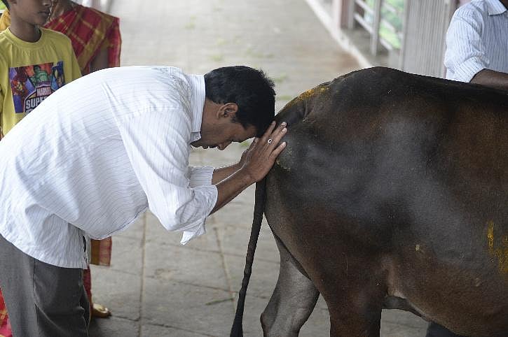 தடுப்பு மருந்துக்காக போராடும் உலக நாடுகள்... மாட்டு சாணத்தை மருந்தாக கொடுக்க முயற்சிக்கும் பா.ஜ.க அரசு!