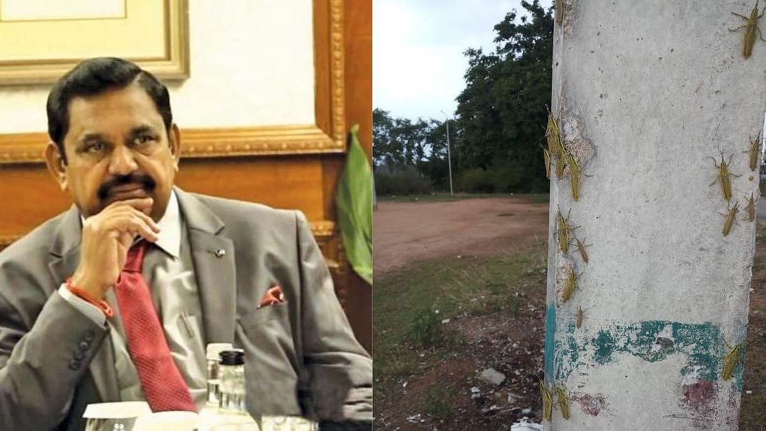 கர்நாடகாவுக்குள் நுழைந்த வெட்டுக்கிளிகள்:  ‘இங்கு வராது’ என கணித்த அ.தி.மு.க அரசு என்ன செய்ய போகிறது?