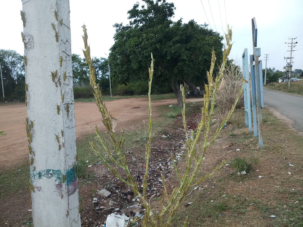 கர்நாடகாவில் வெட்டுக்கிளிகள்