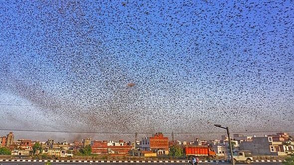 கொரோனா விஷயத்தில் கோட்டை விட்ட மத்திய அரசு வெட்டுக்கிளிகள் பிரச்னையும் புரியாமல் கையாள்கிறதா ?