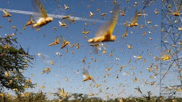 கொரோனா விஷயத்தில் கோட்டை விட்ட மத்திய அரசு வெட்டுக்கிளிகள் பிரச்னையும் புரியாமல் கையாள்கிறதா ?