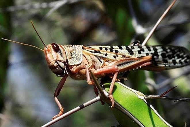 கொரோனா விஷயத்தில் கோட்டை விட்ட மத்திய அரசு வெட்டுக்கிளிகள் பிரச்னையும் புரியாமல் கையாள்கிறதா ?