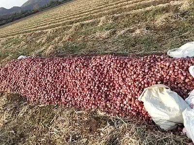 “24,000 கிலோ வெங்காயத்தை விற்க முடியாமல் தவித்த விவசாயிகள்” - மொத்தமாக வாங்கி இலவசமாக வழங்கிய காங்கிரஸ்!