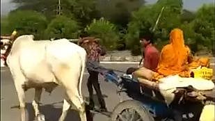 "ஒரு பக்கம் மாடு; மறுபக்கம் மனிதன்" : ஊரடங்கு வறுமையில் புலம்பெயர் தொழிலாளி செய்த நெஞ்சை உருக்கும் செயல்!