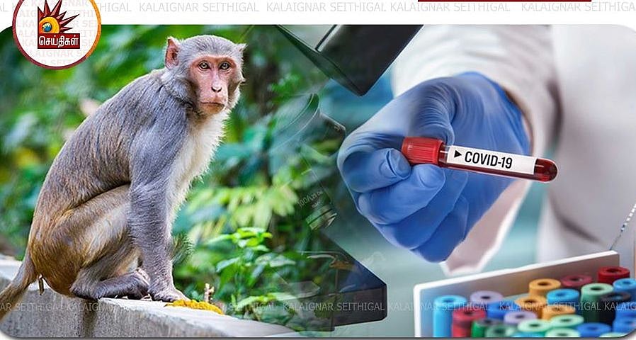 கொரோனா பரிசோதனை மாதிரிகளை தூக்கிச் சென்ற குரங்குகள்... மருத்துவமனையில் பரபரப்பு! (Viral Video)