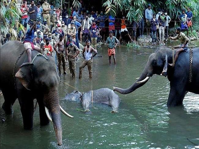 “யானை கொலை வழக்கில் ஒருவர் கைது” : பினராயி அறிவிப்பு முதல் பசுமைத் தீர்ப்பாய உத்தரவு வரை நடந்தது என்ன?