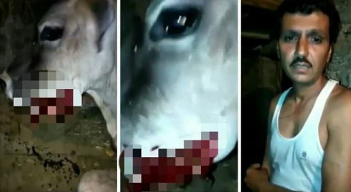 அப்போ யானை.. இப்போ பசுமாடு.. பா.ஜ.க ஆளும் மாநிலத்தில் கர்ப்பிணி பசுவுக்கு உணவில் வெடியை வைத்த கொடூரம்!