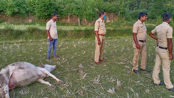 “பலாப்பழத்தில் விஷம் வைத்து 3 பசுமாடுகளைக் கொன்ற கொடூரம்” - இந்தியாவில் விலங்குகள் மீது தொடரும் தாக்குல்!