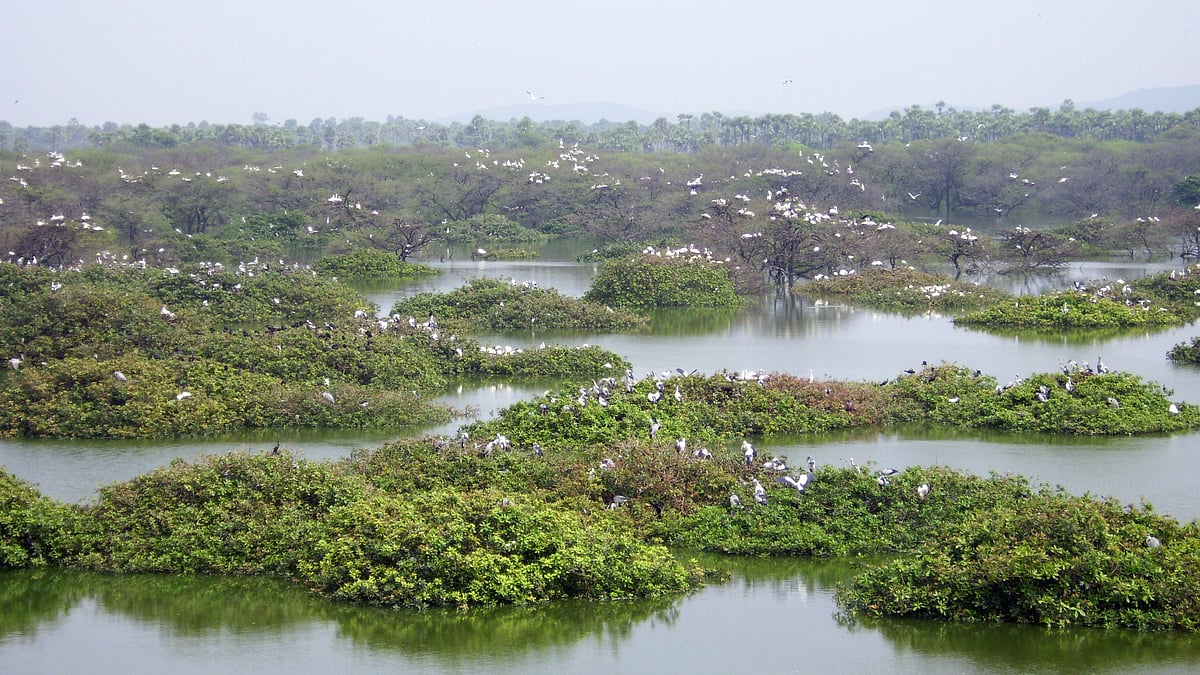 “வேடந்தாங்கல் பறவைகள் சரணாலயத்தின் எல்லையை குறைத்த வனத்துறை” - தனியார் நிறுவனத்திற்காக எடப்பாடி அரசு சதி!