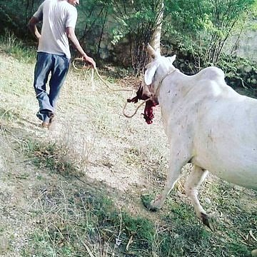 அப்போ யானை.. இப்போ பசுமாடு.. பா.ஜ.க ஆளும் மாநிலத்தில் கர்ப்பிணி பசுவுக்கு உணவில் வெடியை வைத்த கொடூரம்!