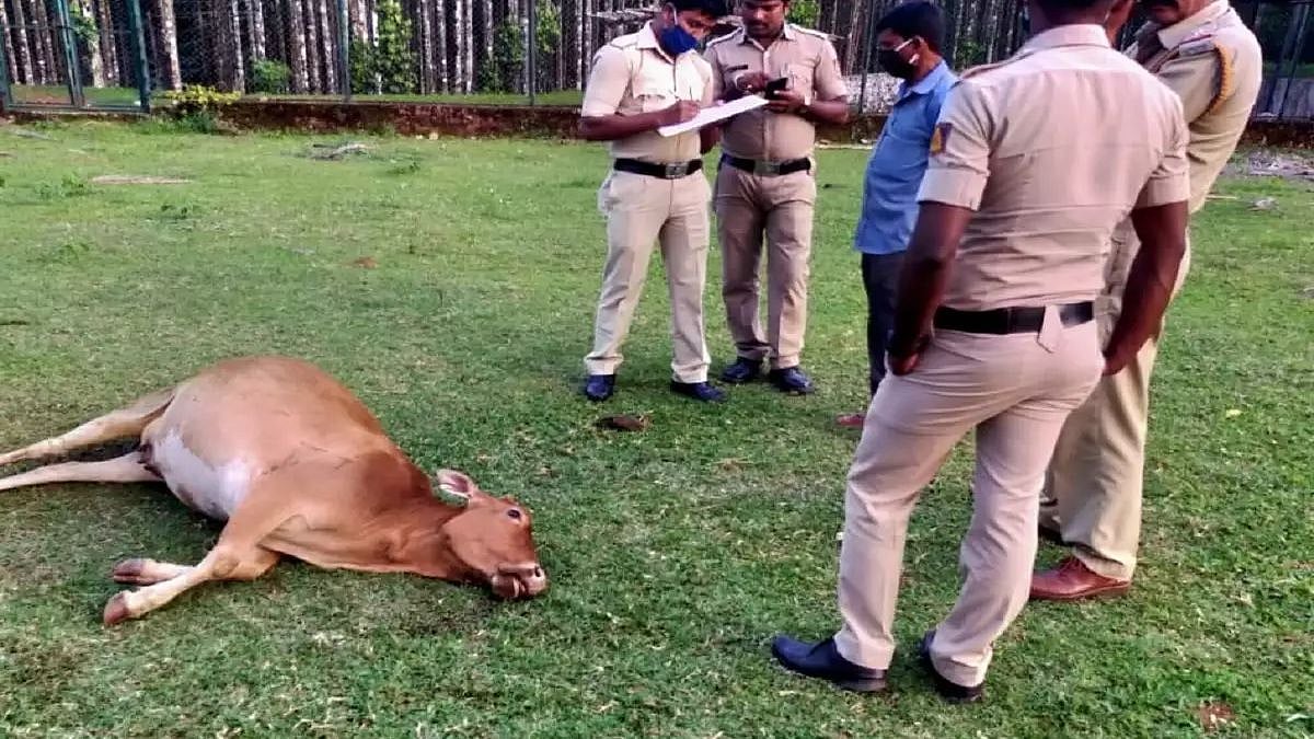 “பலாப்பழத்தில் விஷம் வைத்து 3 பசுமாடுகளைக் கொன்ற கொடூரம்” - இந்தியாவில் விலங்குகள் மீது தொடரும் தாக்குல்!