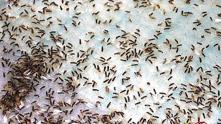 “மத்திய அரசின் குடோனில் இருந்து வெளிவரும் பூச்சிகளால் சுகாதார பாதிப்பு”: கொந்தளிக்கும் தி.மு.க எம்.எல்.ஏ!