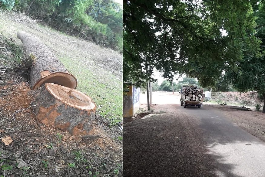 “பட்டப்பகலில் மரங்கள் வெட்டி கடத்தல் - மவுனம் சாதிக்கும் வருவாய் துறையினர்” : கொந்தளிக்கும் கிராம மக்கள்!