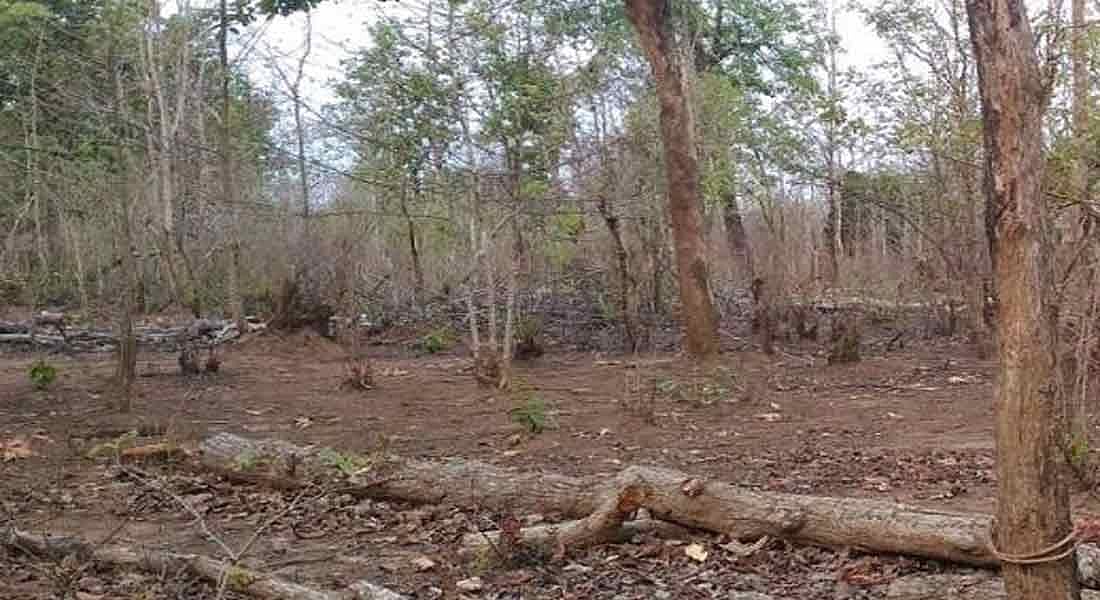 “அன்று யானை... இப்போது சிறுவன்” - வன விலங்குகளைக் கொல்ல வைக்கப்பட்ட வெடிகுண்டை கடித்த சிறுவன் படுகாயம்!