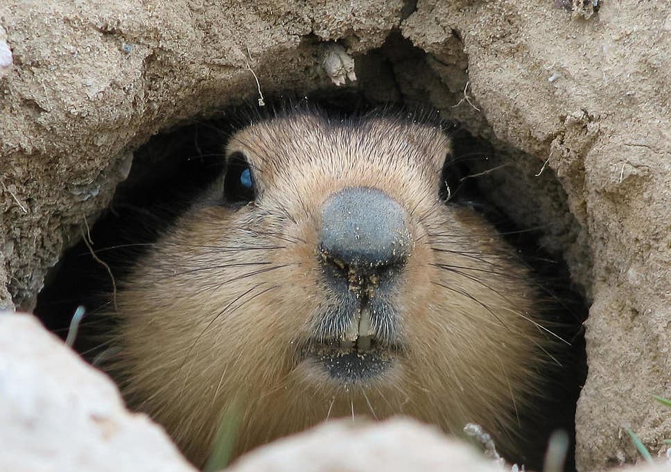 சீனாவில் பரவும் அடுத்த தொற்று - காட்டு அணில் கறி தின்றதால் நோய் பரவல்! 