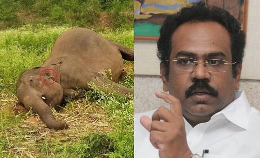 “10 நாட்களில் 12 யானைகள் கொடூர மரணம்”- ஏன் மௌனம் காக்கின்றன வனத்துறையும் அரசும்?- தங்கம் தென்னரசு கேள்வி!