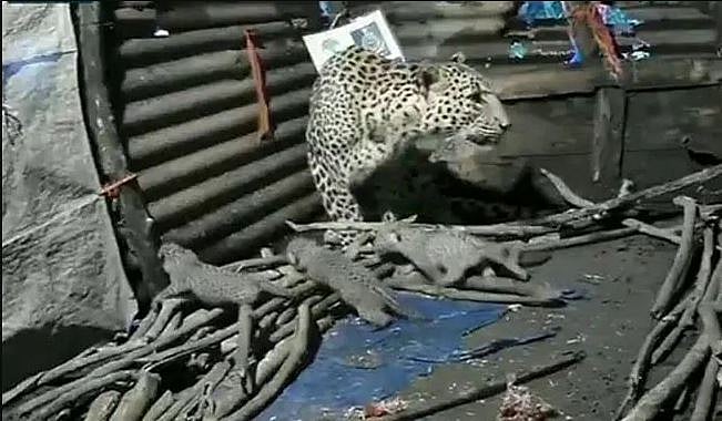 மகாராஷ்டிராவில் குடிசைக்குள் குட்டிகளை ஈன்ற சிறுத்தை - வன ஆக்கிரமிப்பால் ஏற்பட்ட நிலை! #ViralVideo