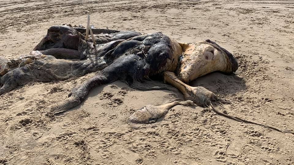 பிரிட்டனில் கரை ஒதுங்கிய 15 அடி நீள விநோத உயிரினம்: குழப்பத்தில் ஆராய்ச்சியாளர்கள்!