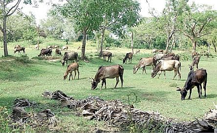 “பாதுகாக்கப்பட்ட வேணாண் மண்டலம் வெறும் அறிவிப்பு மட்டும்தானா?” - கொந்தளிக்கும் டெல்டா விவசாயிகள்!